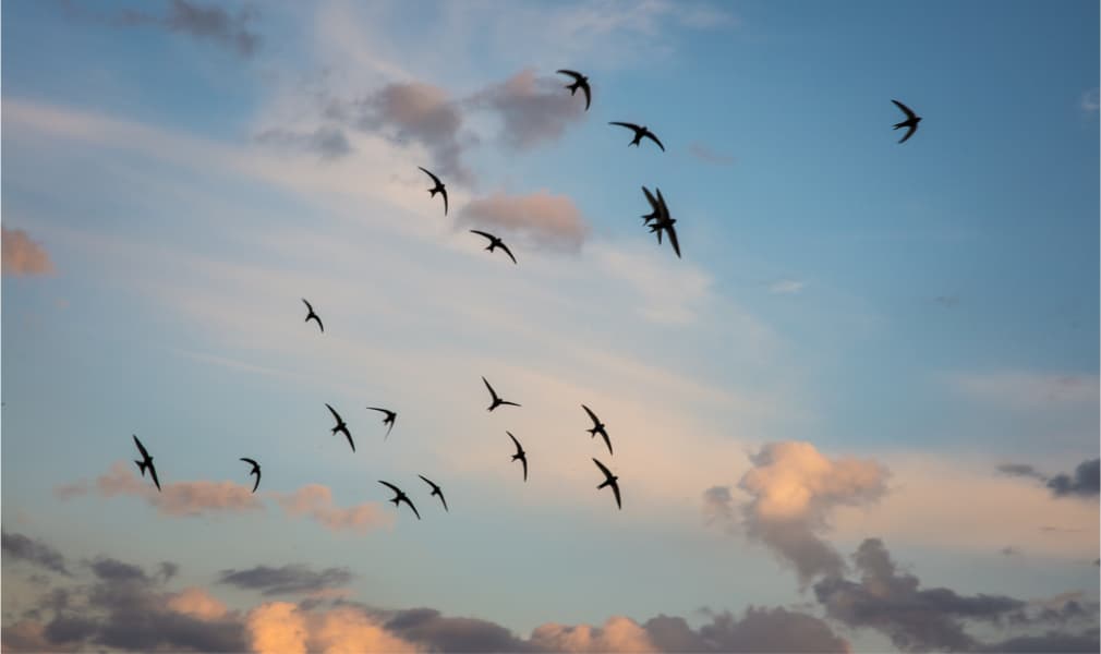 Novost: Lorem ipsum lorem ipsum