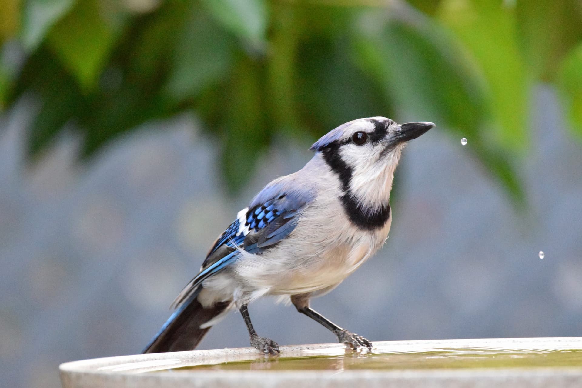 Plavo-siva ptica na grani